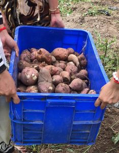 ចម្ការបន្លែនៅអាគារស្នាក់នៅNLG                                Vegetable garden at NLG residence hall