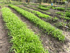 យើងដាំបន្លែនៅក្នុងសួនច្បារ