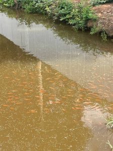 សកម្មភាពអោយចំណីត្រីនៅក្នុងស្រះរបស់NLG