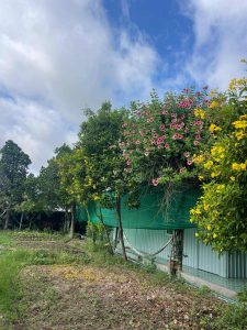 ទេសភាពសួនច្បារនៅមុខរោងចក្រក្រុមហ៊ុន Nissin Lotus Garment Co.,Ltd