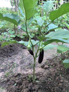 សួរបន្លែរបស់NLG