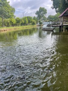 ការលូតលាស់របស់ត្រីក្នុងស្រះក្បែរសួនបន្លែ រយះពេល2ខែ ។ យើងយកទឹកស្រះសំរាប់ស្រោចស្រព បន្លែ រីឯ សំណល់បន្លែ ប្រើជាចំណីត្រីផងដែរ។