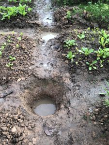 ការជីករណ្ដៅដើម្បីកុំអោយមានការដកទឹកនៅតាមរងបន្លែ