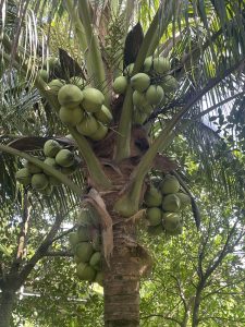 សួនដំណាំ ផ្លែឈើ នៅរដូវវស្សា មានតែផ្លែដូងទេ ដែលមានបរិមាណច្រើន សមល្មមអាចបែងចែកដល់បុគ្គលិកដែលស្នាក់អាគាររបស់ក្រុមហ៊ុន ទទួលទាន ដើម្បីជំនួយសុខភាព។