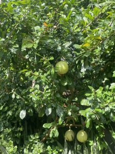 ដើម ក្រូល ឬ កុដសត្វ (calabash) យើង ដាំ សំរាប់លំអរ នៅ សួនច្បារអមផ្លូវចូលរោងចក្រ កំពុង ផ្តើម មានផ្កា និងផ្លែ ជាបន្តបន្ទាប់ ។ ផ្លែក្រូល ត្រូវបានច្នៃជាឧបករណ៍ ប្រើប្រាស់ច្រើនប្រភេទ ជាពិសេសនៅប្រទេសតំបន់ អាព្រិក(Africa)។