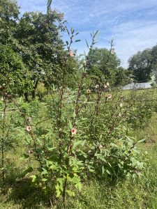 ដើមម្ជូរព្រឹក ( hibiscus sabdariffa) សំបូរ វីតាមុីន C ច្រើន យើងអាចប្រើផ្កា ជា ភេសជ្ជះ ដូចស្លឹកតែ រីឯ ផ្លែ ប្រើជាម្ជូរ សំរាប់ធ្វើម្ហូប ហើយ ក៏អាចប្រើជាភេសជ្ជៈ ជំនួយសុខភាពផងដែរ ។