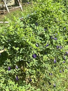 វល្ល៍ ផ្កា អមតះ (butterfly flower) យើងដាំដើម្បីប្រមូលផលផ្កា ប្រើជាភេសជ្ជះ ដូច តែ ឬ កាហ្វេ ក្នុងបំណង ផាសុខភាព និងសុខភាព បុគ្គលិកក្រុមហ៊ុន ទាំងអស់គ្នា។ ការឆុង ទឹកក្តៅជាវិធីល្អនិងងាយស្រួល។